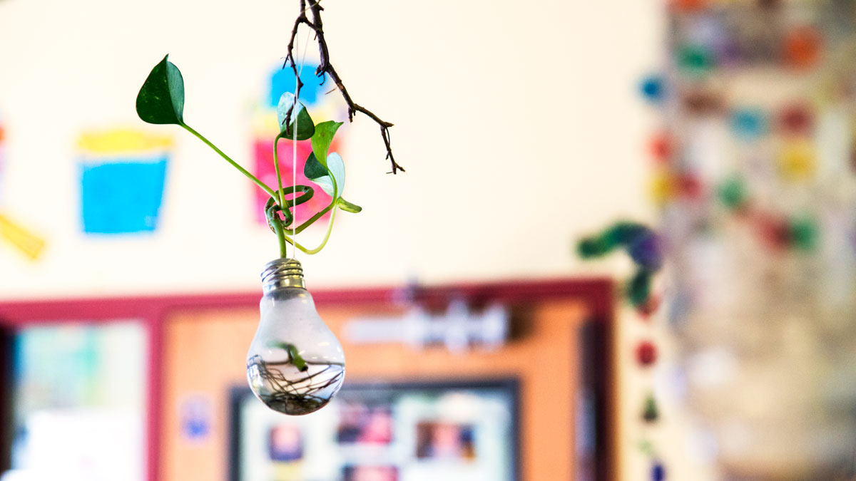 Light bulb plant