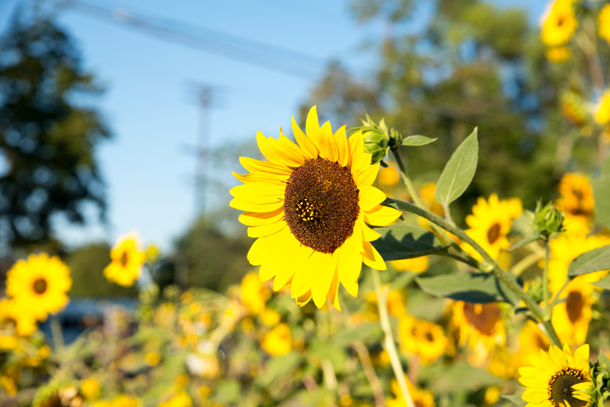 Boise North End sunflower